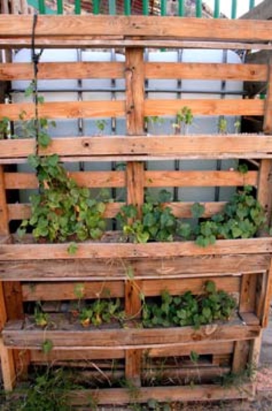 Adelfas. Bancales y Jardinera