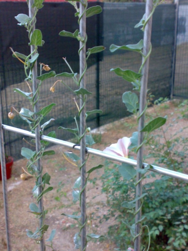 La vegetación colonizando lo construido