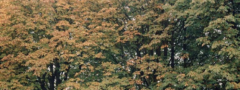 Pabellón del 2013 para la Serpentine Gallery por Sou Fujimoto